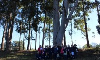 Conhecendo as árvores do Campo